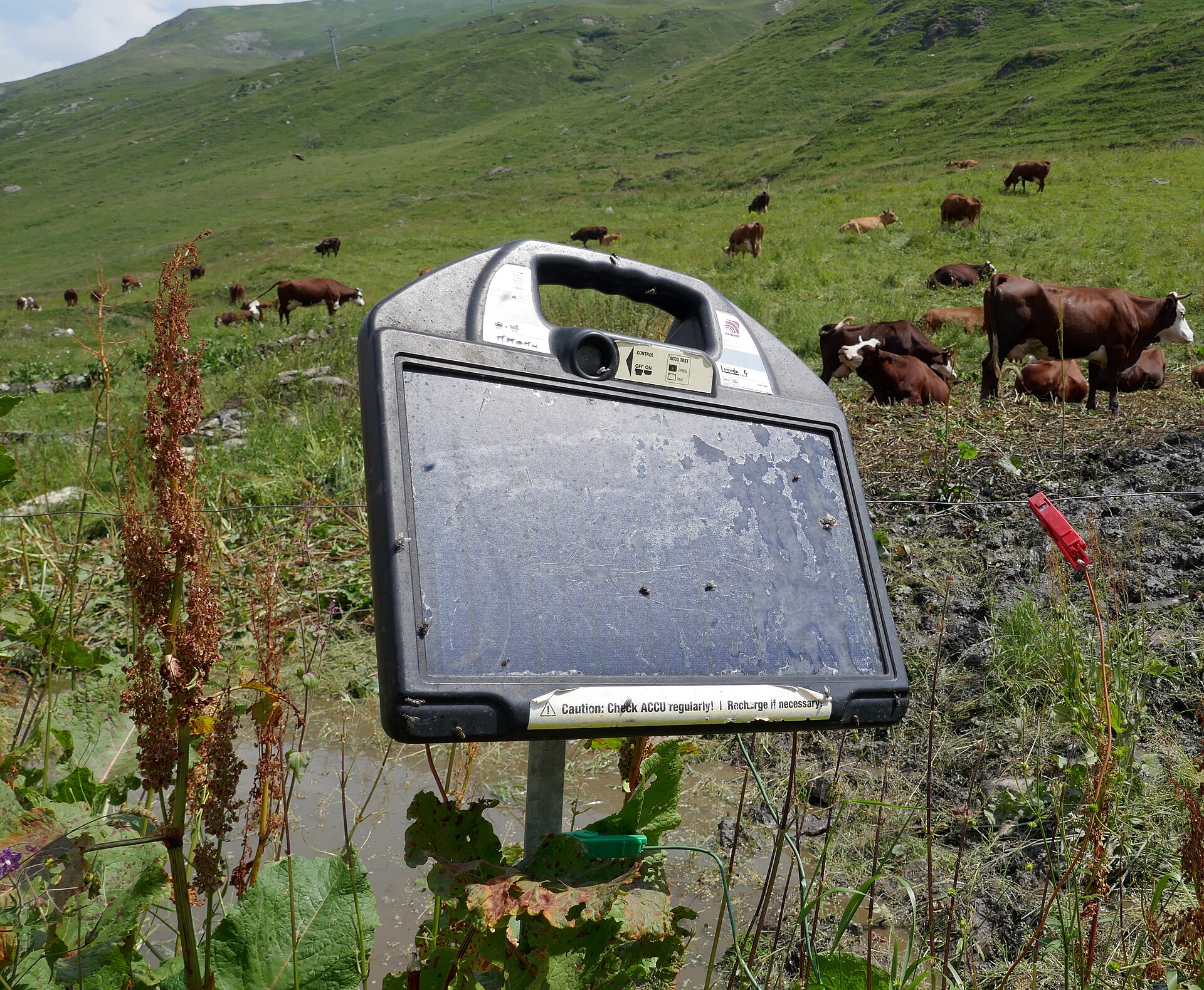 Solar electric fence charger in a cattle pasture