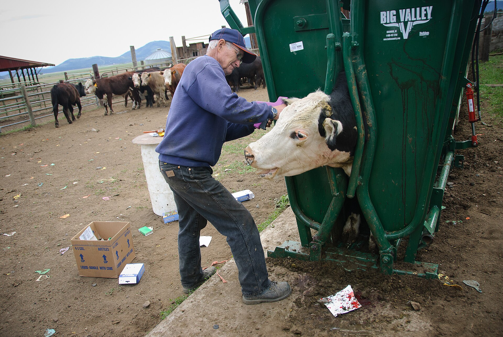 Rancher ear tagging a cow held in a squeeze chute