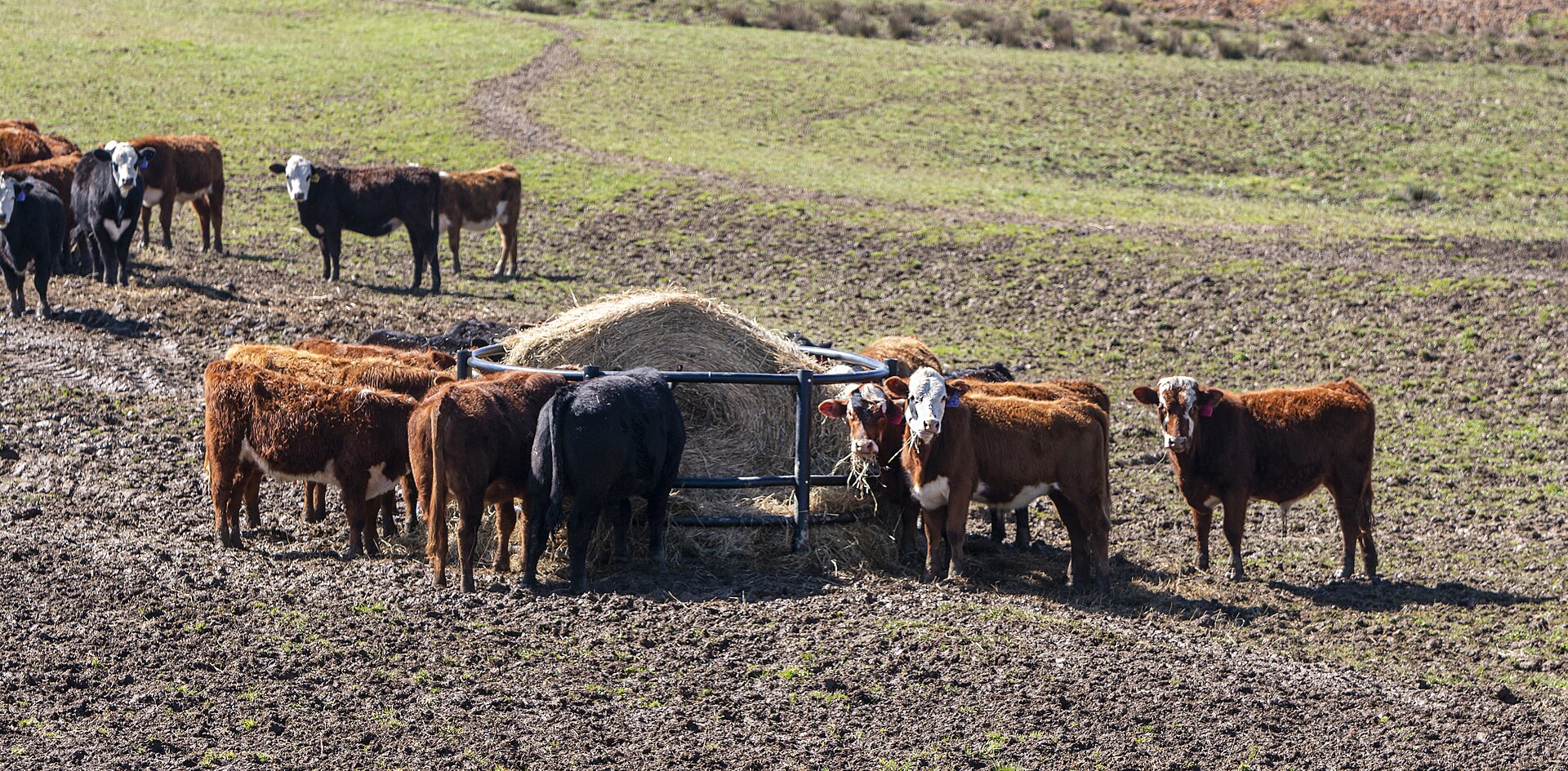 Cattle feeding at a hay ring