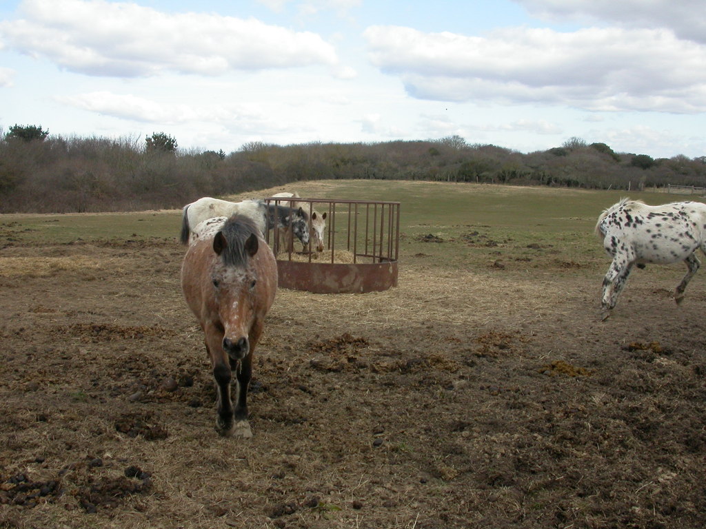 Horse hay feeder in a paddock