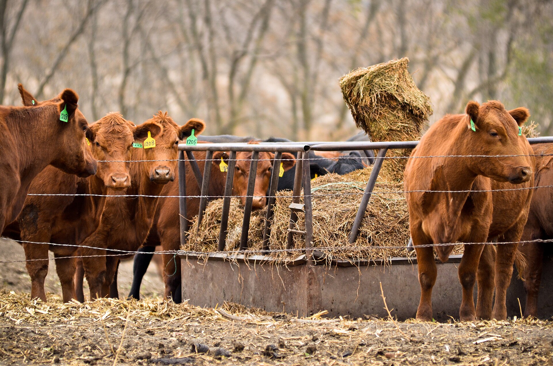 Cows eating from a round bale feeder