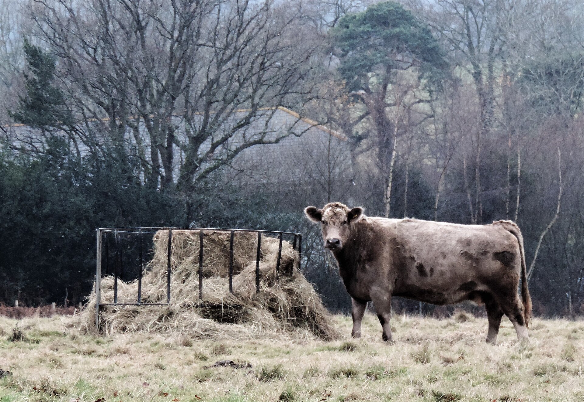 Heifer at a hay feeder in winter