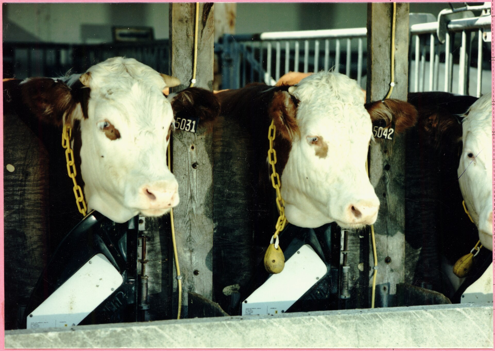 Beef cattle caught in headgates