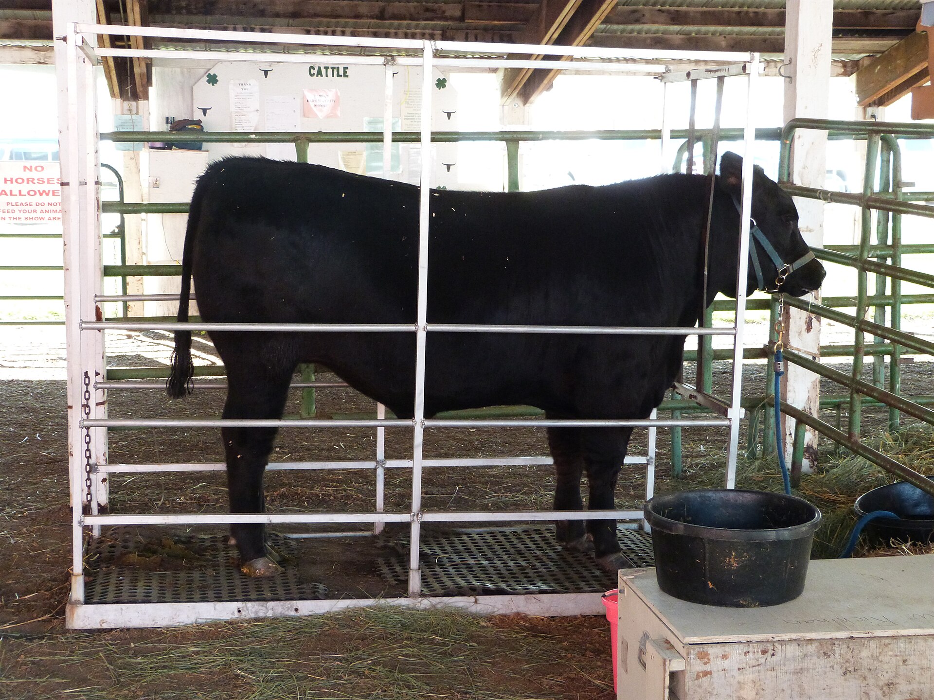 Steer standing on a livestock scale