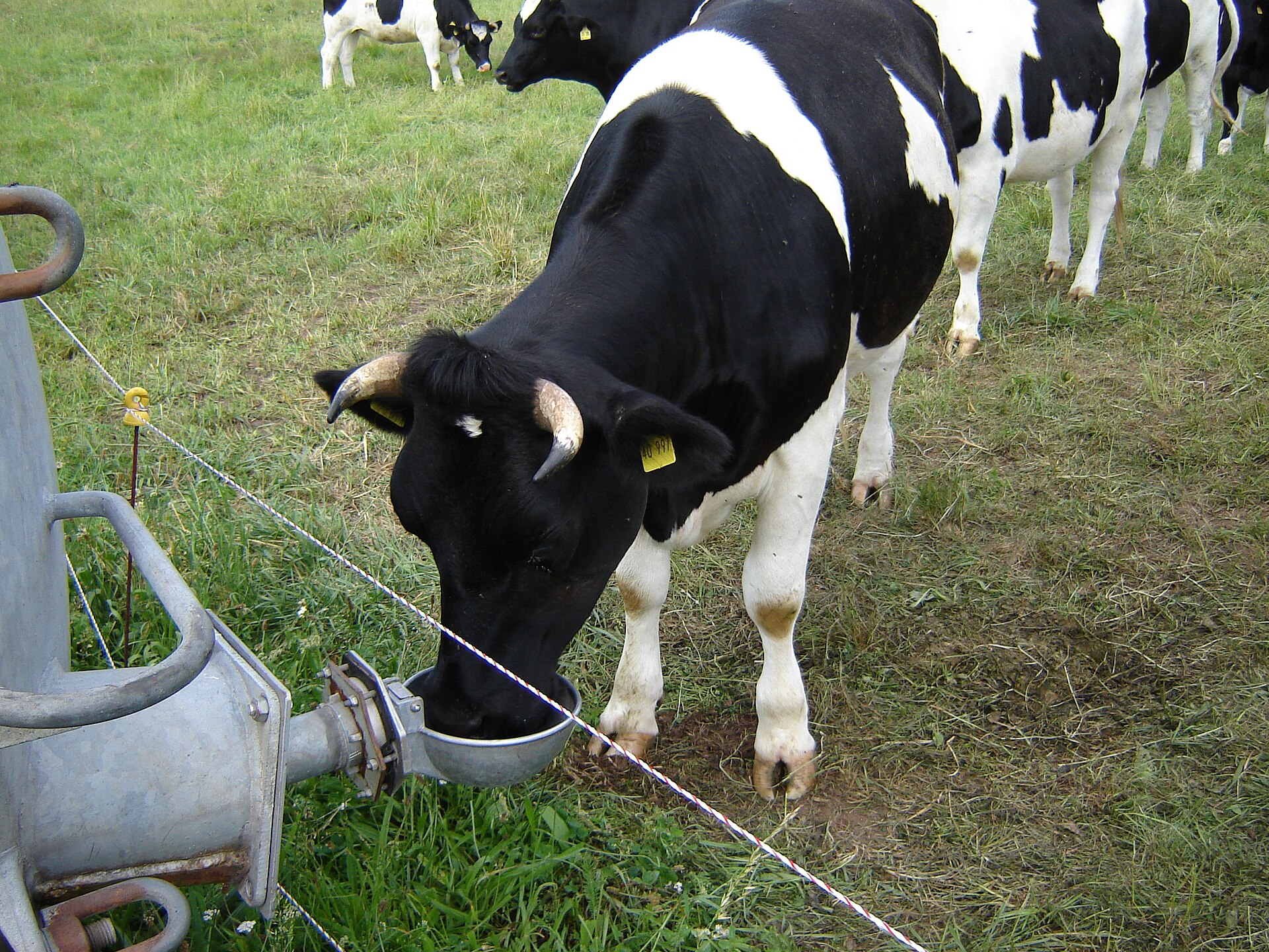Cow drinking from an automatic pasture waterer