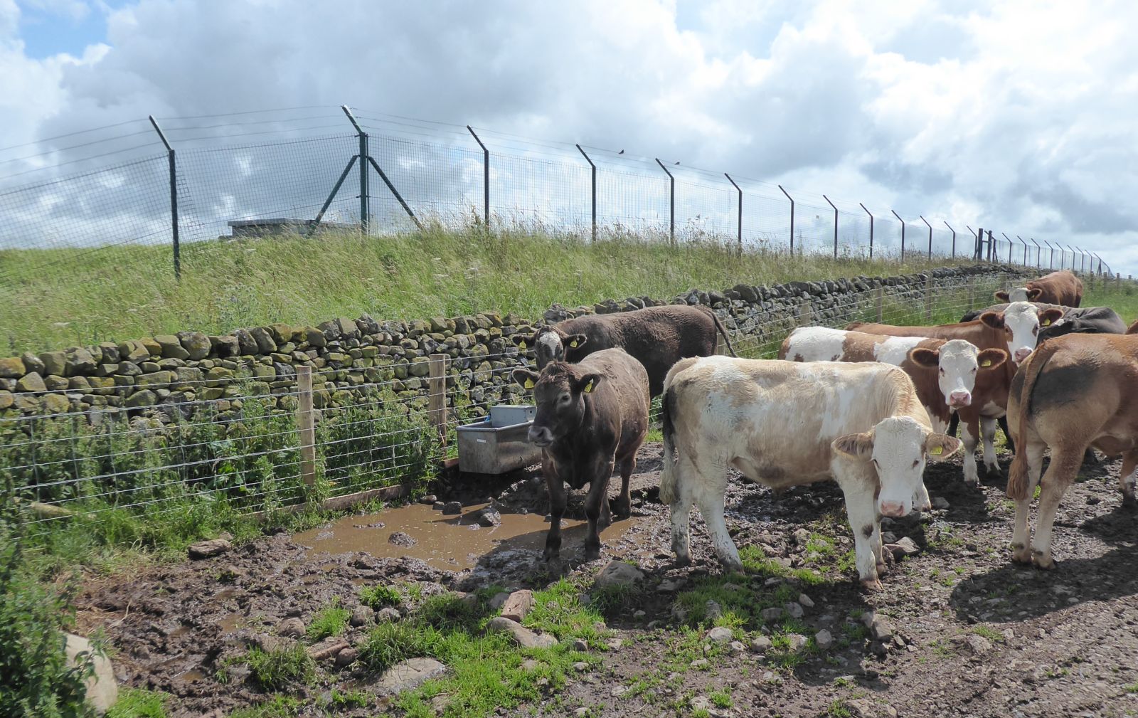 Cattle at a pasture drinker